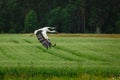 Stork flying on grass field Royalty Free Stock Photo