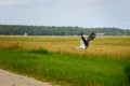 Stork flying on grass field Royalty Free Stock Photo