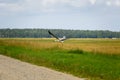 Stork flying on grass field Royalty Free Stock Photo