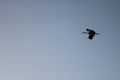 Stork flying. Royalty Free Stock Photo