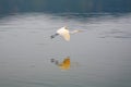 Stork flying at the Man Sagar Lake.