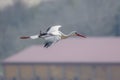 Stork flying over the city, copy space Royalty Free Stock Photo