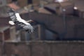 Stork flying over the city Royalty Free Stock Photo