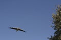 Stork flying over the trees Royalty Free Stock Photo