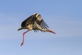 Stork flying in the sky with beautiful open wings