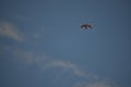 A stork flying in the sky, Bird Flying above clouds on a fresh summers day. background of blue sky