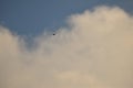 A Stork Flying In The Sky, Bird Flying Above Clouds On A Fresh Summers Day. Background Of Blue Sky