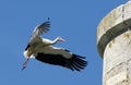 Stork flying to the nest Royalty Free Stock Photo