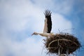 Stork flying to the nest with branches, bird migration in Alsace, Oberbronn France, breeding in spring Royalty Free Stock Photo