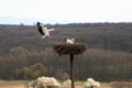 Stork flying to the nest with branches, bird migration in Alsace, Oberbronn France, breeding in spring Royalty Free Stock Photo