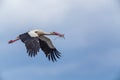 Stork flying to the nest with some branches Royalty Free Stock Photo