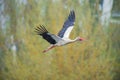 Stork flying to the nest with some branches Royalty Free Stock Photo