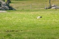 Stork foraging for food in the grass of a meadow Royalty Free Stock Photo