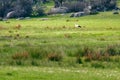 Stork foraging for food in the grass of a meadow Royalty Free Stock Photo