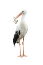 Stork and frog Royalty Free Stock Photo