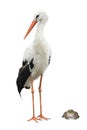 Stork and frog Royalty Free Stock Photo