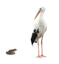 Stork and frog Royalty Free Stock Photo