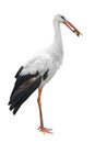 Stork and frog Royalty Free Stock Photo