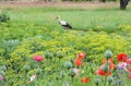 Stork in garden, Lithuania Royalty Free Stock Photo