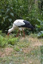 Stork in a garden Royalty Free Stock Photo
