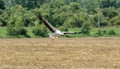 A stork gliding in the air over a field Royalty Free Stock Photo