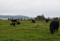 Stork on a green grass between cows Royalty Free Stock Photo