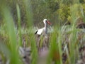 Stork on green grass in sunny day on field