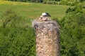 a stork hatches its chicks in nest on top of tall old brick chimney