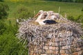 a stork hatches its chicks in nest on top of tall old brick chimney Royalty Free Stock Photo