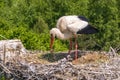 a stork hatches its chicks in nest on top of tall old brick chimney