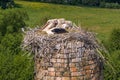 a stork hatches its chicks in nest on top of tall old brick chimney Royalty Free Stock Photo