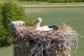 a stork hatches its chicks in nest on top of tall old brick chimney Royalty Free Stock Photo