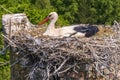 a stork hatches its chicks in nest on top of tall old brick chimney Royalty Free Stock Photo