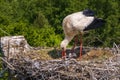 a stork hatches its chicks in nest on top of tall old brick chimney Royalty Free Stock Photo