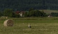 Stork with hay ball on green meadow in summer day Royalty Free Stock Photo