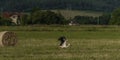 Stork with hay ball on green meadow in summer day Royalty Free Stock Photo