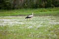 Stork in hayfield