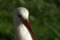 Stork head Royalty Free Stock Photo