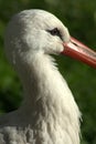 Stork head Royalty Free Stock Photo