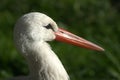 Stork head Royalty Free Stock Photo