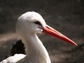 Stork head, a friendly bird Royalty Free Stock Photo