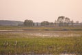 Stork in a high grass Royalty Free Stock Photo