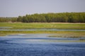 Stork in a high grass Royalty Free Stock Photo