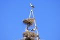 Stork Royalty Free Stock Photo
