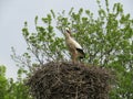 A Stork high up in nest