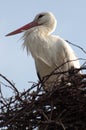 Stork in his nest