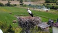 Stork in his nest in the Romanian village Recea Cristur, Transylvania