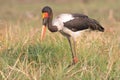 Stork hunting for food along river