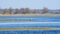 Stork on the water. The stork is hunting on the river. Background with copy space for text.