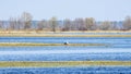 Stork on the water. The stork is hunting on the river. Background with copy space for text.